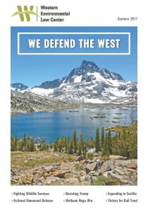 2017 summer newsletter cover