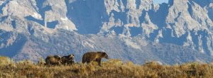 grizzly bears and mountains