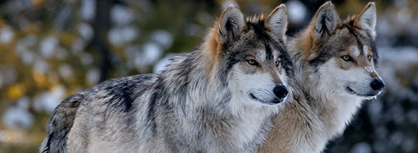 Protecting Wildlife - Mexican Wolves