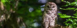 preventing northern spotted owl extinction