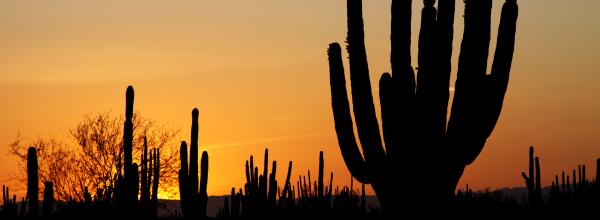 Sonoran Desert National Monument (AZ)
