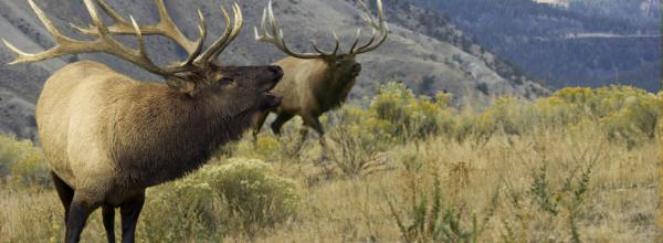 Victory! Preserving Elk Habitat in Helena National Forest (MT)