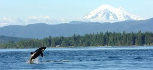 orca breaching in puget sound