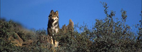 Protecting Mexican Wolves