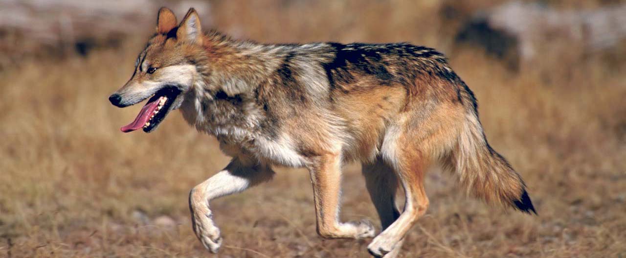 Protecting Mexican Wolves (NM & AZ)