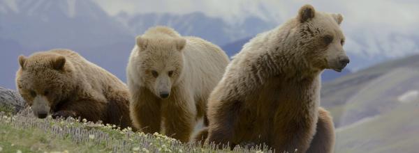 Protecting Grizzly Bears (Nation)
