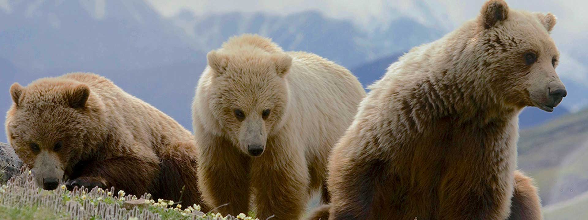 About the Grizzly Bear - Grizzly bear conservation and protection