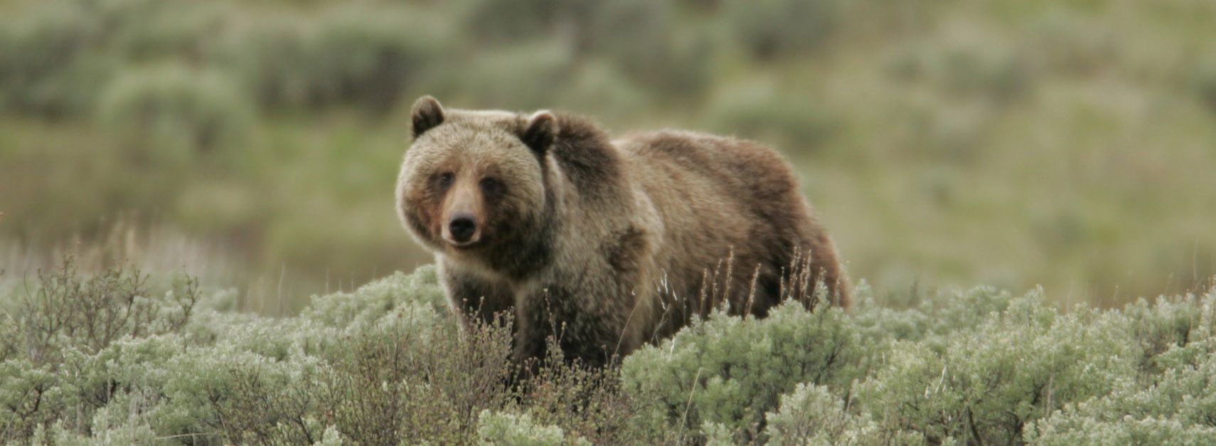 Grizzly Bear Grizzly Bear