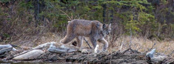 Victory! Canada Lynx Critical Habitat Designation (Nation)