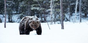 grizzly walking in snow