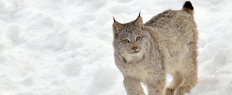 Helping lynx recover nationwide