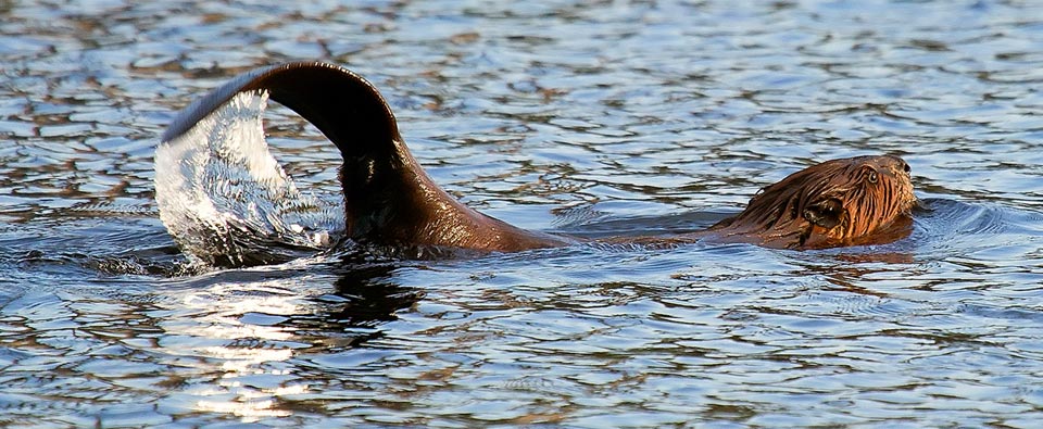 Protecting beaver--and salmon--from wildlife services in oregon