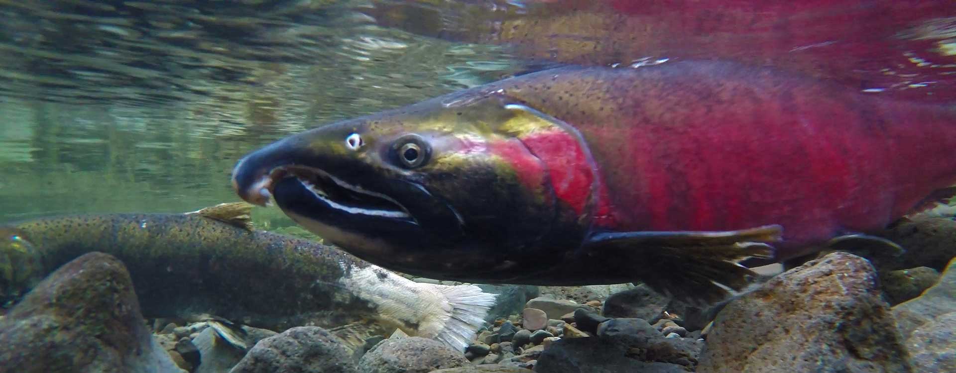 Protecting Klamath River Salmon From Grazing Western Environmental Law Center