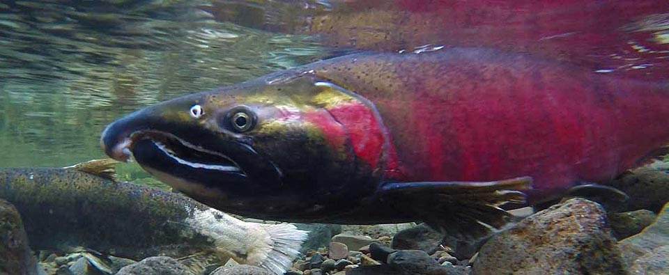 Protecting Klamath River Salmon From Grazing