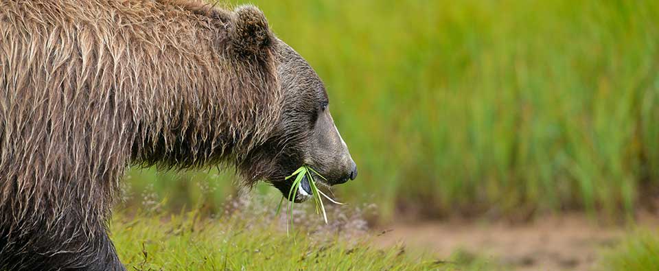 Controlling Bear Baiting in Grizzly Habitat
