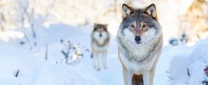 restoring wolf protections nationwide
