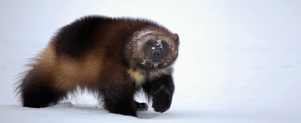 Victory! ESA Protection for Wolverine