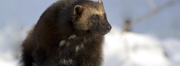 Victory! ESA Protection for Wolverine