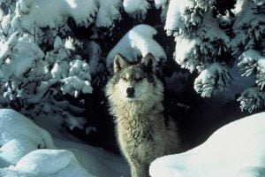 Gray wolf - Canis lupus