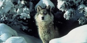 Gray wolf - Canis lupus