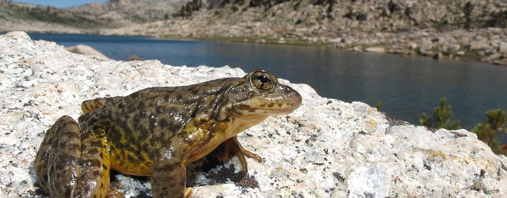 Protecting Amphibians in the Sierra Nevada's Meadows