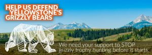 Help us stop grizzly trophy hunting before it starts