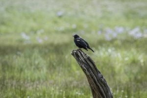 Valle Vidal blackbird
