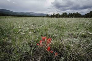 Valle Vidal Red Flower