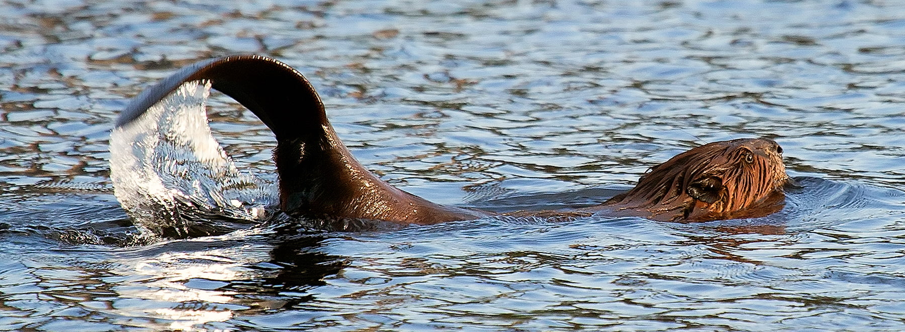Protecting beaver--and salmon--from wildlife services in oregon