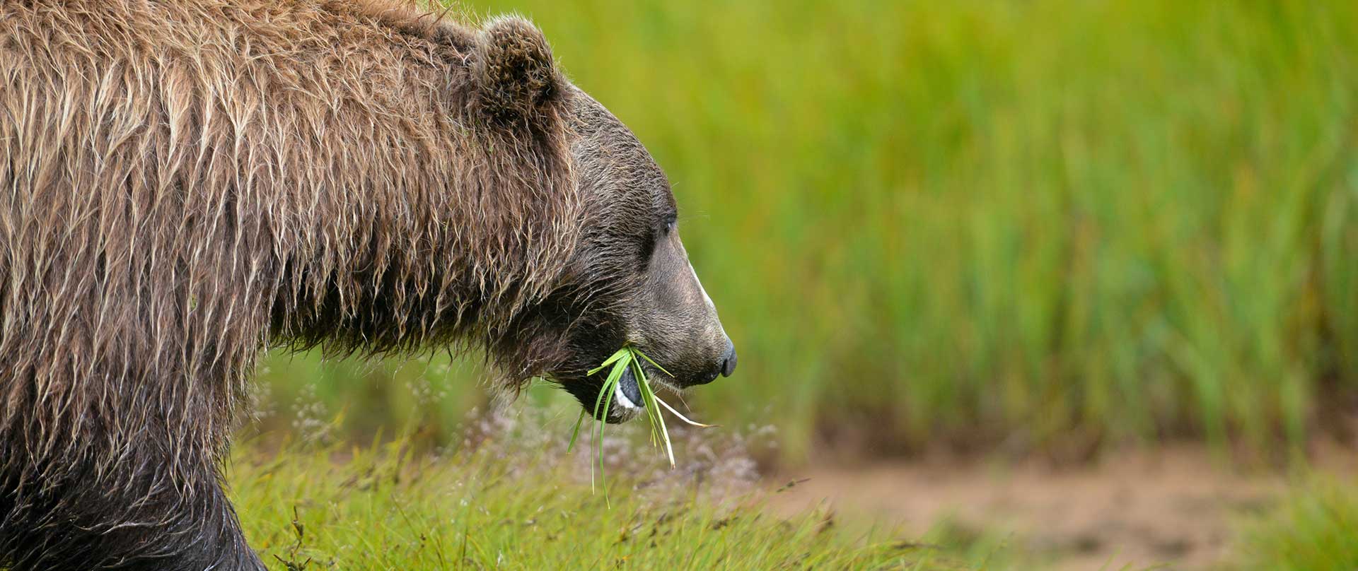 Controlling Bear Baiting in Grizzly Habitat