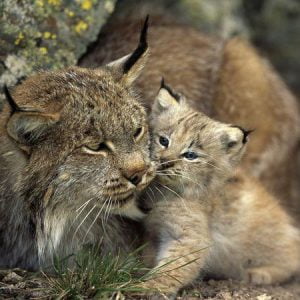 lynx