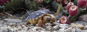 sonoran desert tortoise