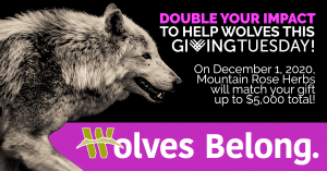 Wolves belong. Double your impact this December to help us protect wolves.