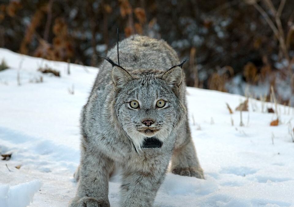 Canada Lynx-Credit: USFWS/Dash Feierabend
