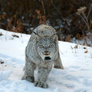 Canada lynx (Credit: USFWS/Dash Feierabend)