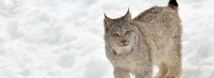 helping lynx recover nationwide