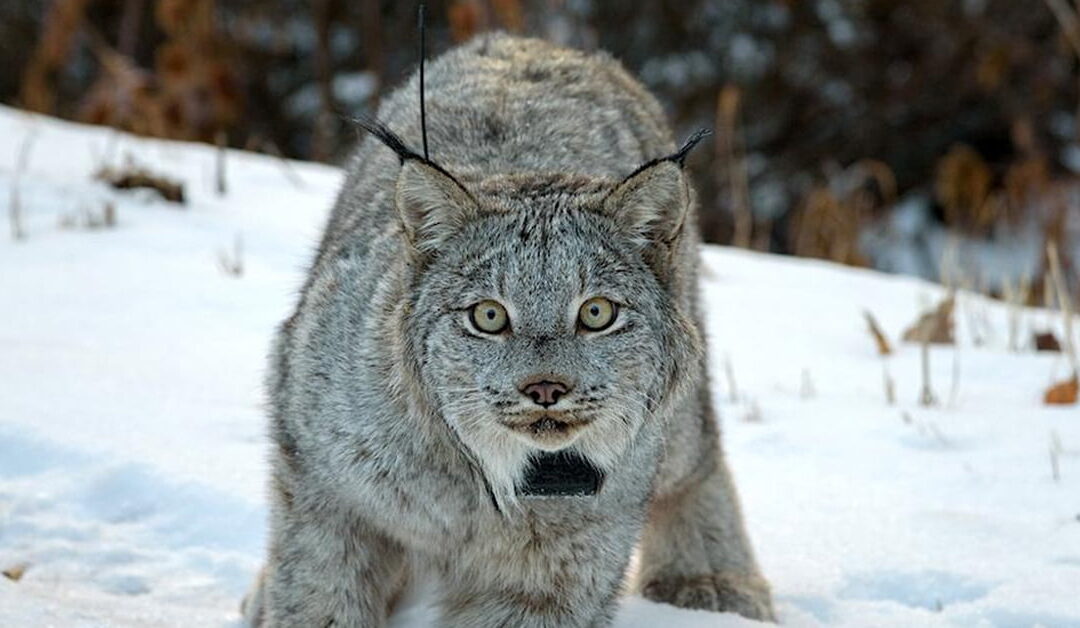 lynx facebook link preview image