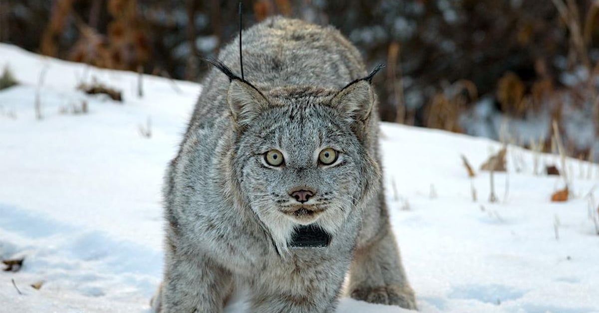Habitat of Threatened Canada Lynx to Be Expanded in U.S. - EcoWatch