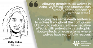 “Wolves are a keystone species whose presence on landscapes regulates animal populations and improves ecosystem health – something the Service has acknowledged for at least 44 years,” said Kelly Nokes, Western Environmental Law Center attorney. “Allowing people to kill wolves in Idaho, Wyoming, and Montana has already stunted recovery in those states. Applying this same death sentence to wolves throughout the contiguous U.S. would nationalize these negative effects, with potentially catastrophic ripple effects on ecosystems where wolves have yet to fully recover.”