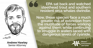 “EPA sat back and watched these species dwindle,” said Andrew Hawley, a senior attorney at the Western Environmental Law Center. “Now, species from steelhead trout to southern resident orca whales face a much greater risk of extinction from the multitude of forces working against them, while continuing to struggle in waters laced with dangerous levels of cyanide.”