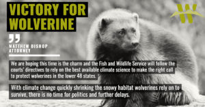 “We are hoping this time is the charm and the Fish and Wildlife Service will follow the courts’ directives to rely on the best available climate science to make the right call to protect wolverines in the lower 48 states,” said Matthew Bishop, an attorney with the Western Environmental Law Center. “With climate change quickly shrinking the snowy habitat wolverines rely on to survive, there is no time for politics and further delays.”