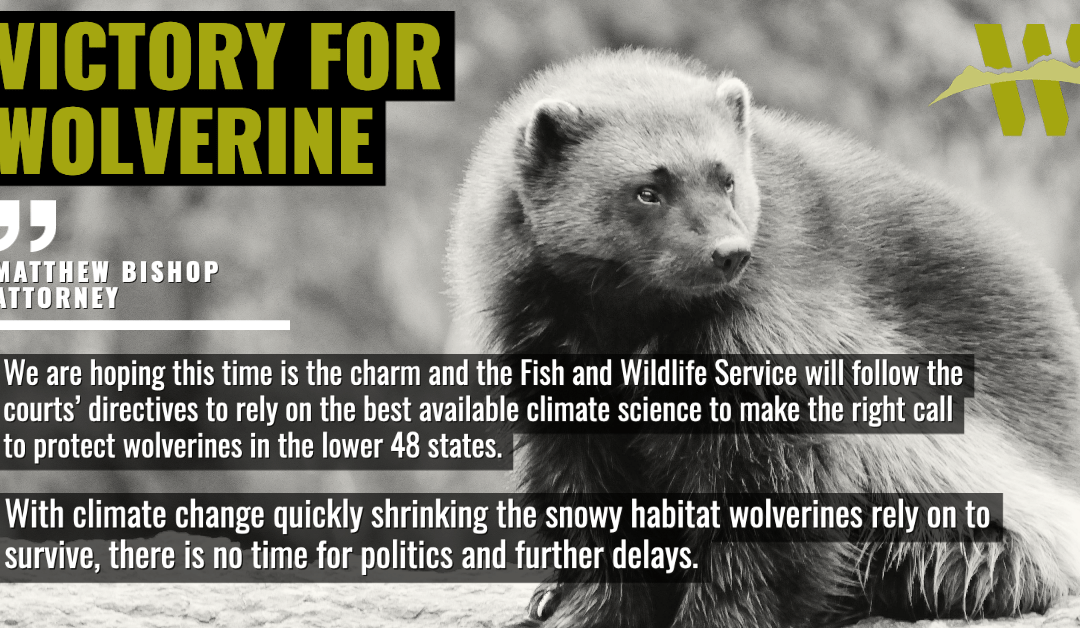 WELC Quote Graphic_FB_Wolverine
