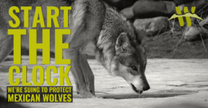 start the clock. we're suing to protect mexican wolves
