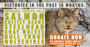 Donate today to have your gift matched dollar-for-dollar up to $5,000 total! We have won many wildlife victories in the past 18 months including northern spotted owl, salmon, grizzly bears, wolverine, bull trout, and gray wolves and lynx.