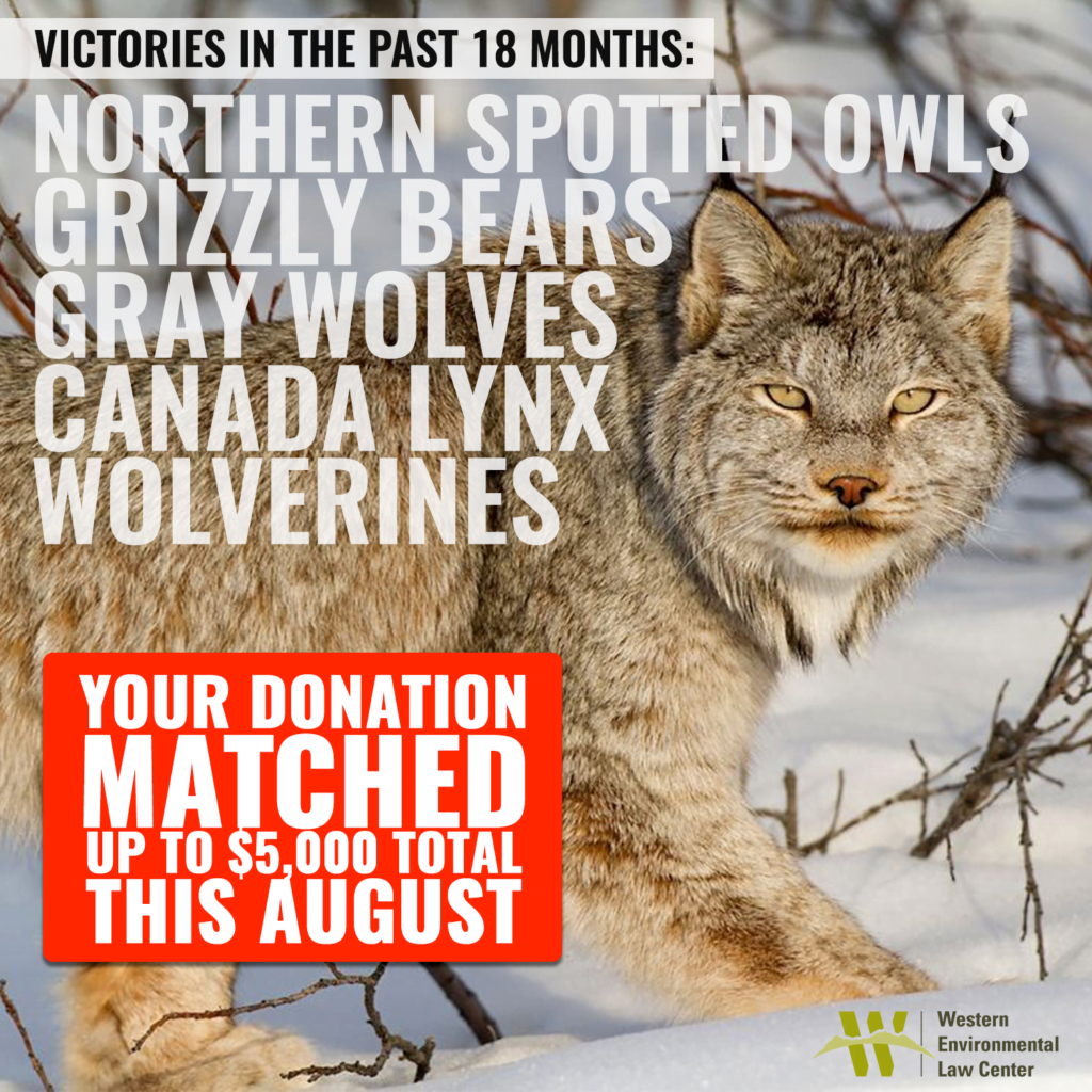 We have won victories in the last 18 months for northern spotted owls, grizzly bears, gray wolves, canada lynx, and wolverines. help us keep our good work going and get your donation matched up to $5000 total in august 2022. thank you