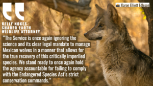 “The Service is once again ignoring the science and its clear legal mandate to manage Mexican wolves in a manner that allows for the true recovery of this critically imperiled species,” said Kelly Nokes, Shared Earth wildlife attorney for the Western Environmental Law Center. “We stand ready to once again hold the agency accountable for failing to comply with the Endangered Species Act’s strict conservation commands.”