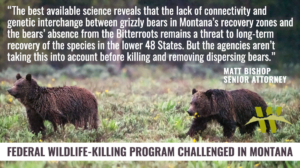 Image of two grizzly bears walking in a meadow in the rain with quote from press release as text on the image. Quote reads, "“The best available science reveals that the lack of connectivity and genetic interchange between grizzly bears in Montana’s recovery zones and the bears’ absence from the Bitterroots remains a threat to long-term recovery of the species in the lower 48 states,” said Matthew Bishop, an attorney with the Western Environmental Law Center representing the groups. “But the agencies aren’t taking this into account before killing and removing dispersing bears.”