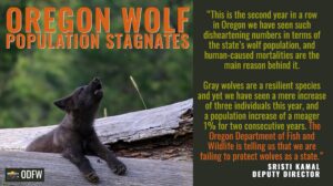 “This is the second year in a row in Oregon we have seen such disheartening numbers in terms of the state’s wolf population, and human-caused mortalities are the main reason behind it,” said Sristi Kamal, deputy director at the Western Environmental Law Center. “Gray wolves are a resilient species and yet we have seen a mere increase of three individuals this year, and a population increase of a meager 1% for two consecutive years. The report is showing us we are failing to protect wolves as a state.”