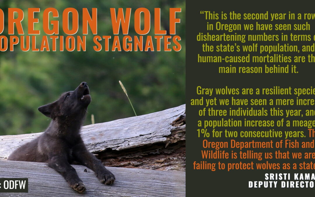 OR Wolf mgmt plan-1 (1)