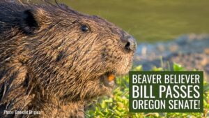 beaver believer bill passes oregon senate
